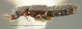 Media type: image; Entomology 6565   Aspect: habitus lateral view